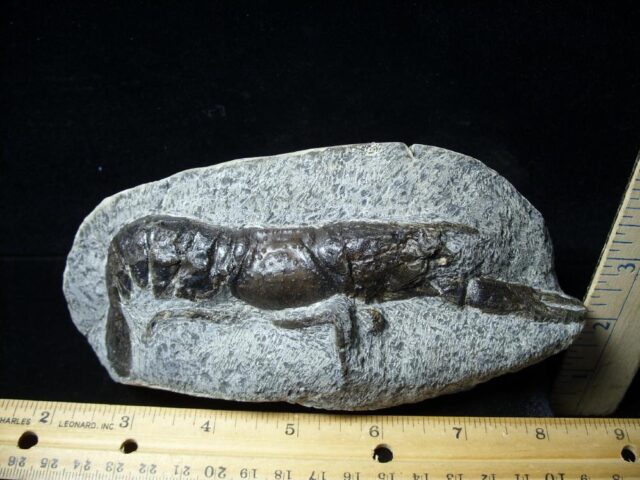 Fossilized Lobster – Arthropod (Crustacean)  (082021c)  - Image 2
