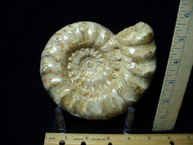 Large Polished Ammonite (082721a)