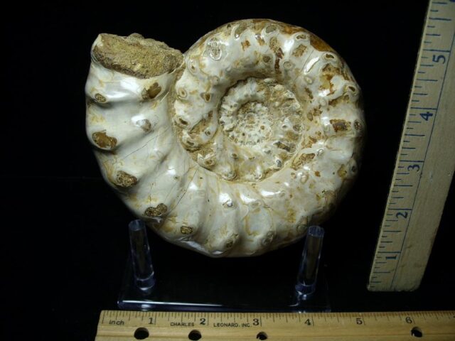 Large Polished Ammonite (082721a) - Image 2