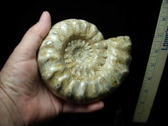 Large Polished Ammonite (082721a) - Image 3