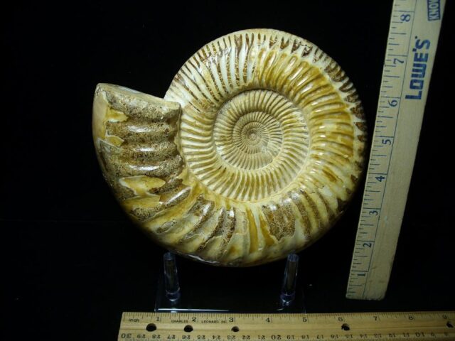Large Natural/Polished Ammonite (082721b)