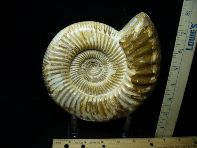 Large Natural/Polished Ammonite (082721b) - Image 2