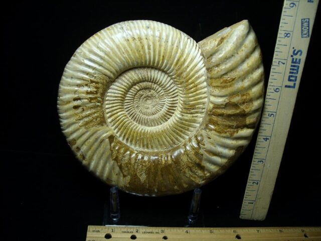 Large Natural/Polished Ammonite (082721c)