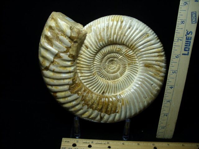 Large Natural/Polished Ammonite (082721c) - Image 2