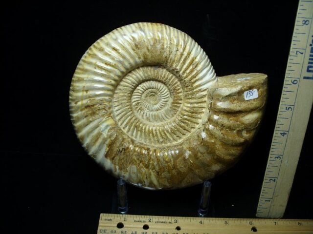 Large Natural/Polished Ammonite (082721d)