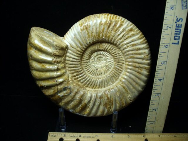 Large Natural/Polished Ammonite (082721d) - Image 2