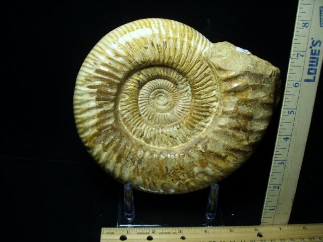 Large Natural/Polished Ammonite (082721e)
