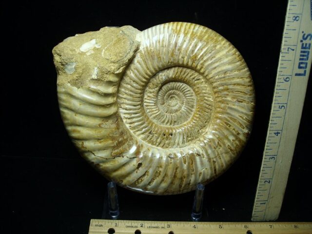 Large Natural/Polished Ammonite (082721e) - Image 2