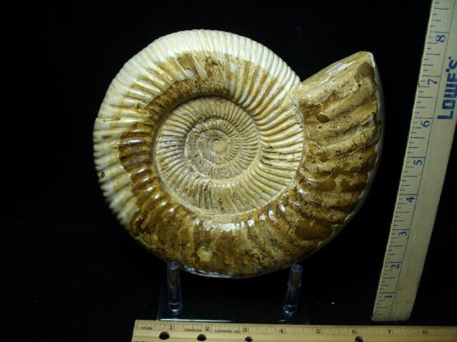 Large Natural/Polished Ammonite (082721f)