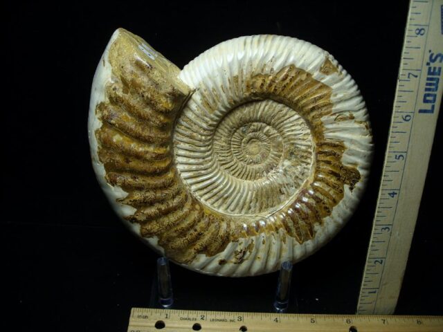 Large Natural/Polished Ammonite (082721f) - Image 2