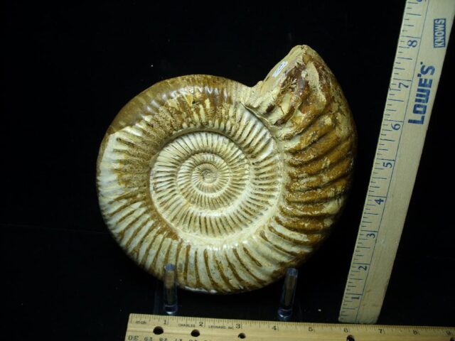 Large Natural/Polished Ammonite (082721g)