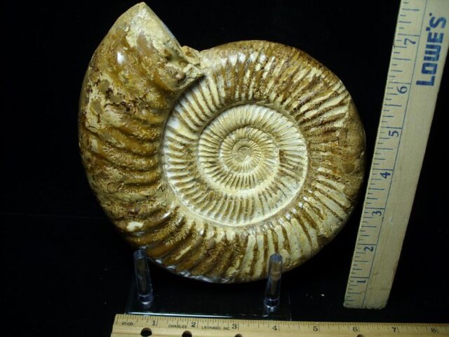 Large Natural/Polished Ammonite (082721g) - Image 2