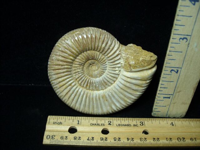 Natural/Polished Ammonite (082721j) - Image 2