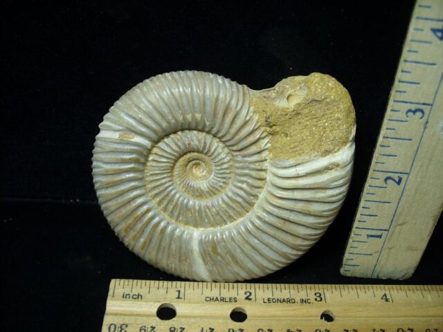 Natural/Polished Ammonite (082721k)