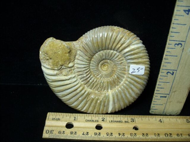 Natural/Polished Ammonite (082721k) - Image 2
