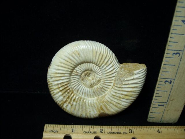 Natural/Polished Ammonite (082721m) - Image 2