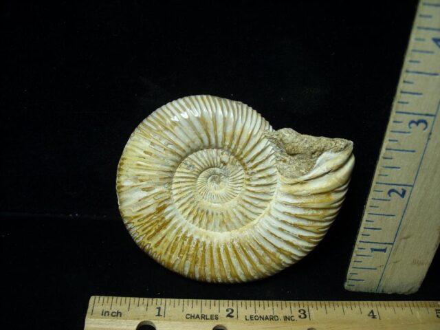 Natural/Polished Ammonite (082721n) - Image 2