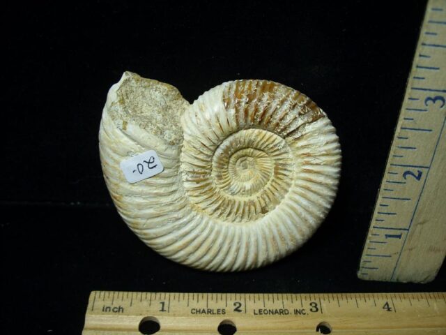 Natural/Polished Ammonite (081421m)