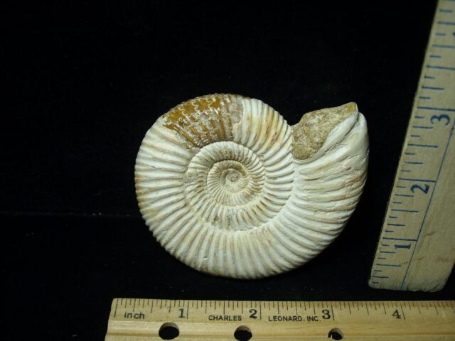 Natural/Polished Ammonite (081421m) - Image 2