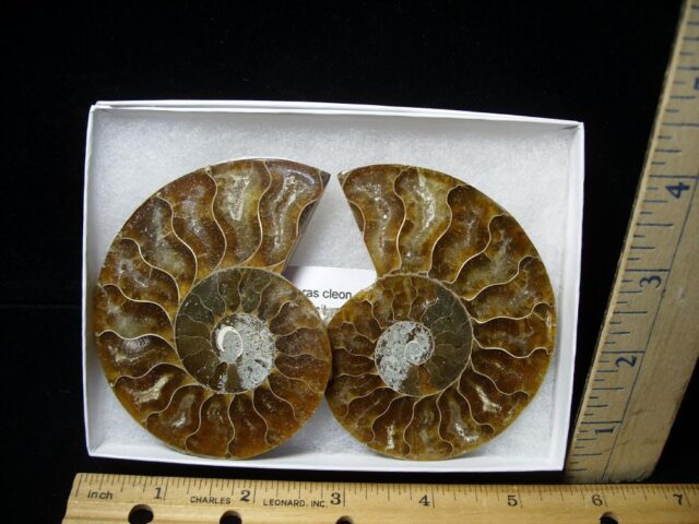 Sliced & Polished Ammonite  (082821c)