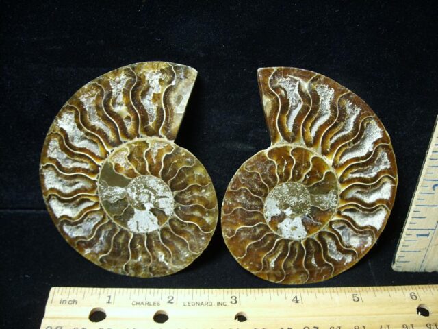 Sliced & Polished Ammonite  (082821e)