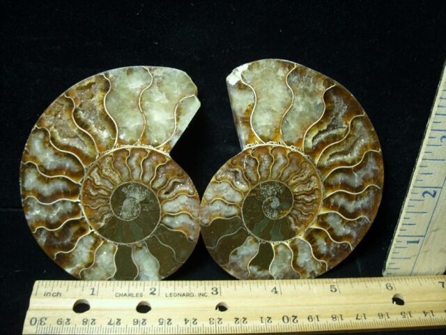 Sliced & Polished Ammonite  (082821g)