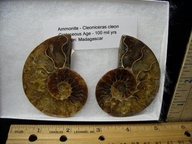 Sliced & Polished Ammonite  (082821k)