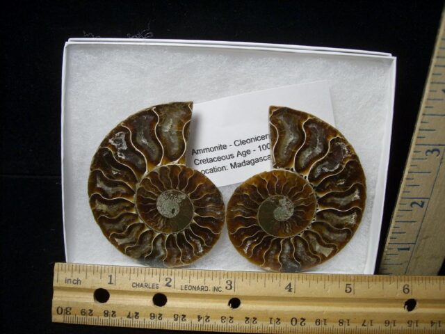 Sliced & Polished Ammonite  (082821m)