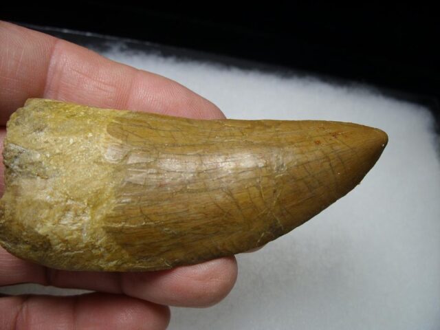 Theropod Dinosaur Tooth (081021m) - Image 3