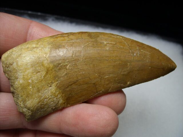 Theropod Dinosaur Tooth (081021m) - Image 4