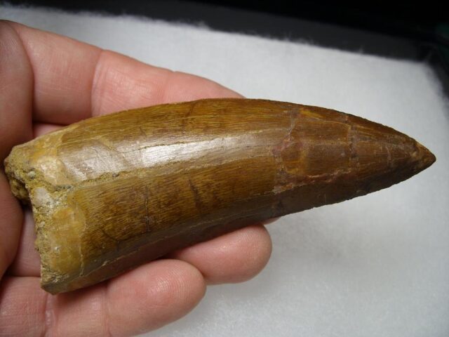 Carcharodontosaurus Dinosaur Tooth (081021n) - Image 3