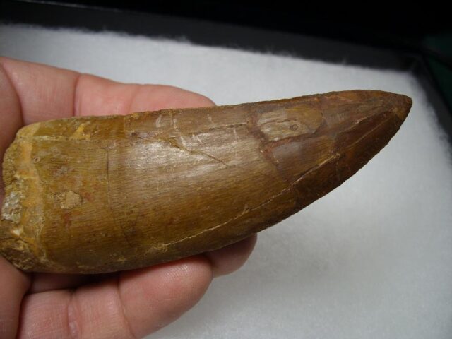 Carcharodontosaurus Dinosaur Tooth (081021n) - Image 4