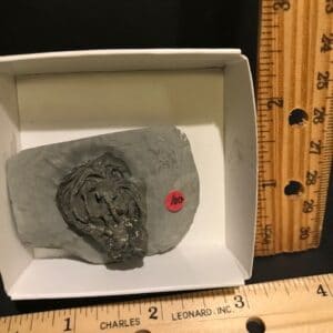 Indiana Fossil Crinoid  (090921d)