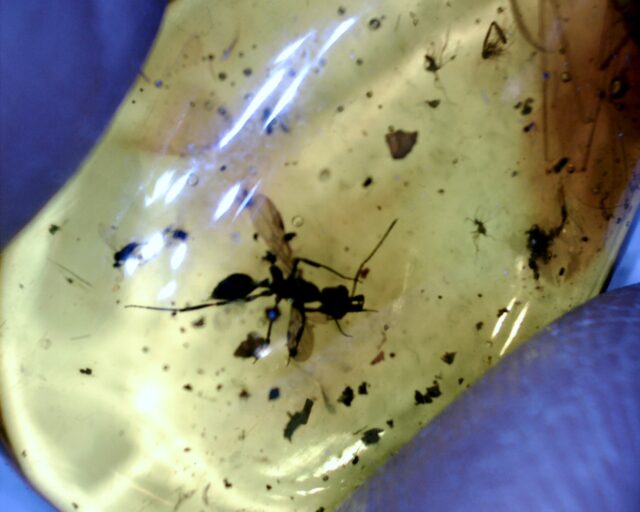 Dominican Amber Specimen with Winged Ant (092721b)