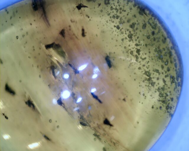 Dominican Amber Specimen with Unidentified Flies (092721h) - Image 3