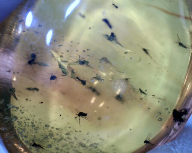 Dominican Amber Specimen with Unidentified Flies (092721h) - Image 2