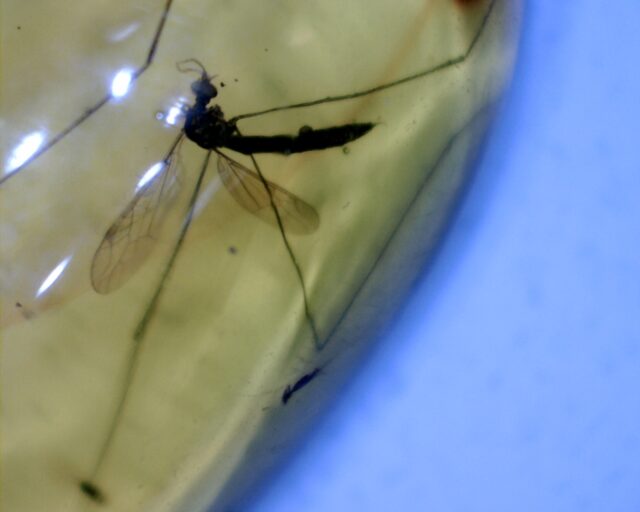 Dominican Amber Specimen with Cranefly  (092721p)