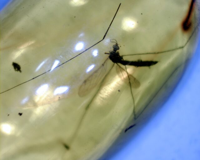 Dominican Amber Specimen with Cranefly  (092721p) - Image 2