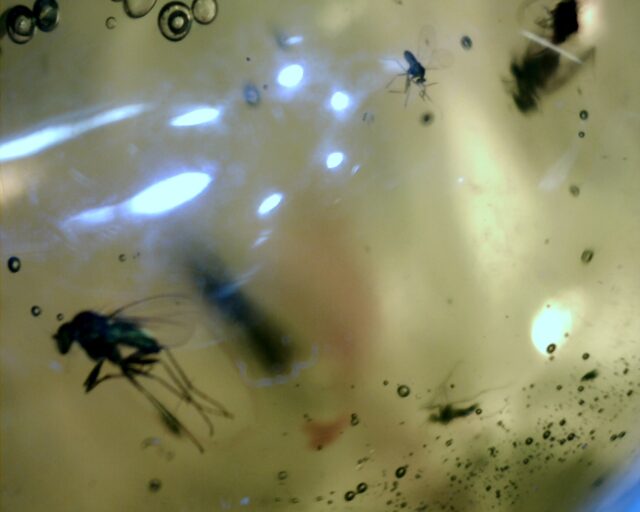 Dominican Amber Specimen with over 25 insects  (092721s) - Image 2