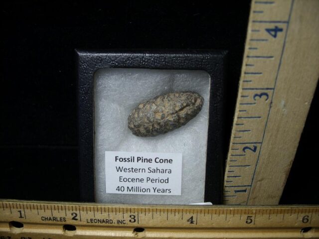 Fossil Pine Cone  (090121a)