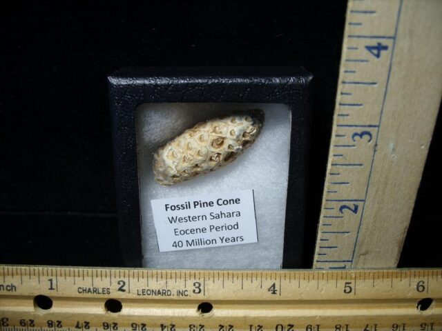 Fossil Pine Cone  (090121b)