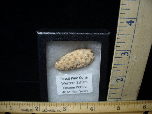 Fossil Pine Cone  (090121c)