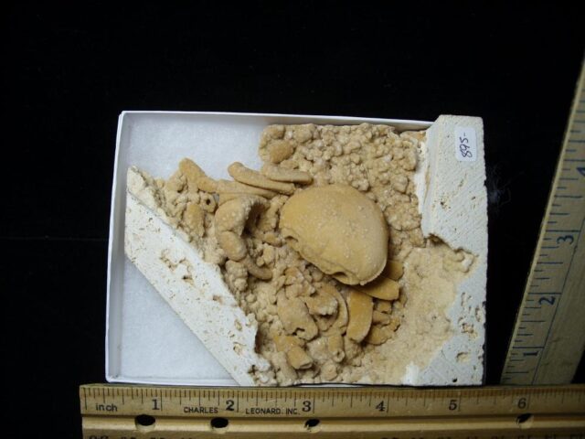 Fossilized Crab  – Arthropod (091421a) - Image 3