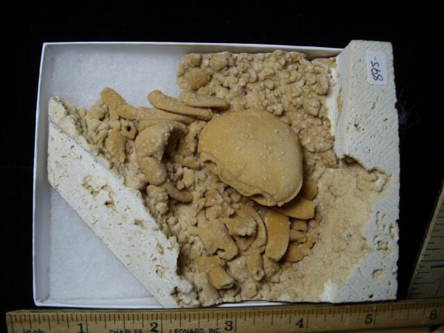 Fossilized Crab  – Arthropod (091421a)