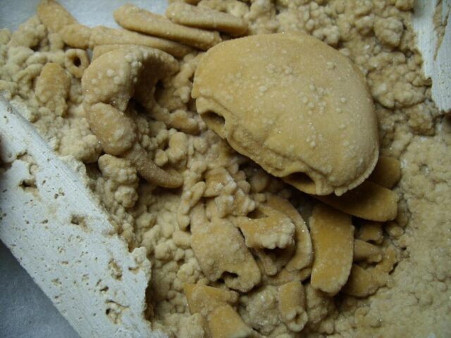 Fossilized Crab  – Arthropod (091421a) - Image 4