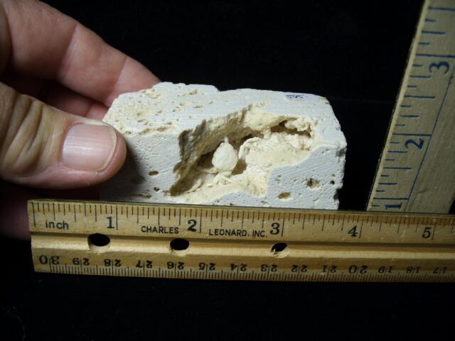 Fossilized Crab  – Arthropod (091421c) - Image 2