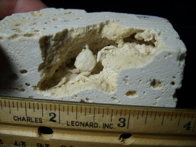 Fossilized Crab  – Arthropod (091421c)