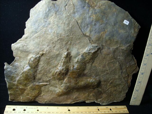 DOUBLE DINOSAUR TRACK  (091421d)