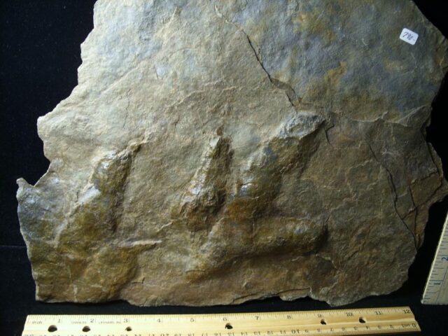 DOUBLE DINOSAUR TRACK  (091421d) - Image 2