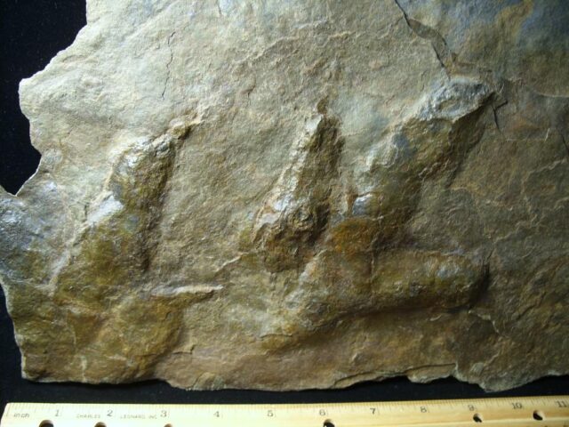 DOUBLE DINOSAUR TRACK  (091421d) - Image 3